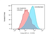 Excellent CXCR4 Staining On Human PBMCs