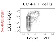 Anti-Mouse CD73 (PE-Cy7) Antibody