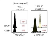 Btk Antibody