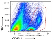 CD45.2 Antibody