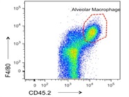 F4/80 Antibody for Macrophage Staining