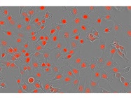 IncuCyte&reg; NucLight™ Red Lentivirus Reagent (EF-1 Alpha, Puro)