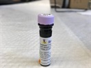 CD152 Antibody