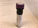Anti-Mouse Granzyme B