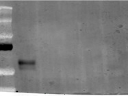 KLF4 Antibody