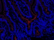 Antibody Stains ZO-1 Very Well