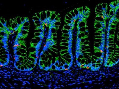 Intestinal Cells