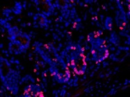 The Antibody Stains BrdU+ Cells Very Well