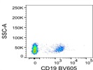 Clear Detection of CD19+ Lymphocytes