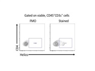 Good Helios Antibody