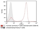 CD8 Antibody