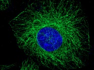 Spend more, save more on antibodies