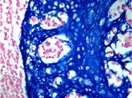 Histochemistry: An Old Staple Gets a Modern-Day Makeover