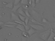 Human Bronchial/Tracheal Epithelial Cell Growth Medium