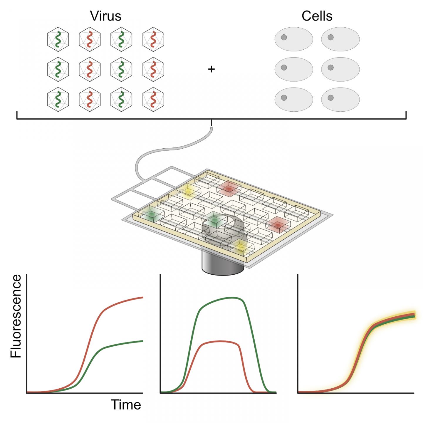 single cell analysis of virus infected cells