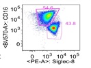 Siglec-8 PE for Staining Eosinophils