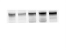 Western Blotting Antibody