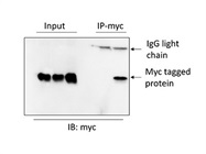 A Good And Affordable Option Of Anti-C-Myc Tag Antibody