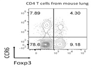 Mouse CCR6 Antibody