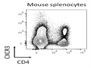 Mouse CXCR3 Antibody