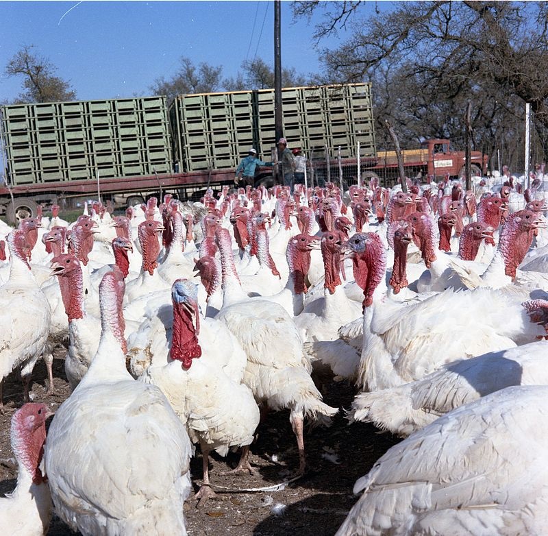 turkey