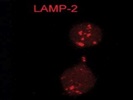 Great Antibody To Mark Lysosomes For Confocal Microscopy