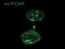 Great Antibody To Stain mTOR For Confocal Microscopy