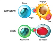 Take the Biocompare Quiz: Western blots, Natural Killer Cells, and More