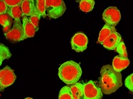 Take the Biocompare Quiz: scRNA-Seq, Fluorescent Dyes, and More