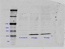 CHOP (DDIT3) Antibody