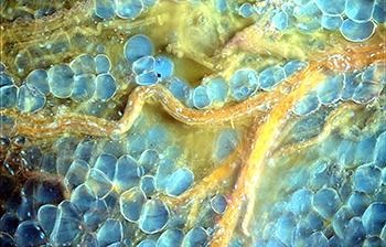 histology