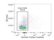 Measuring Viability Of Thawed Cord Blood Derived CD34+ Cells