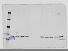 Phospho-EIF2S1 Western Blot Antibody