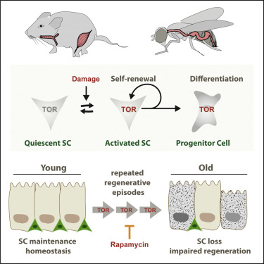 mTOR Impact on Stem Cell Regeneration