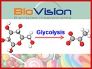 Role of Glycolysis in Cancer