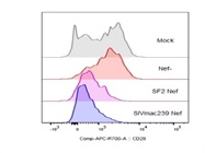 Good CD28 Staining On Human PBMCs