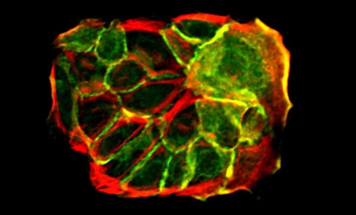 stem cells