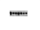 Detection Of phospho-STAT3 By Western Blot