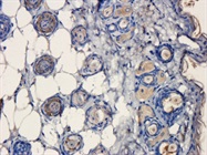 CD31 Antibody
