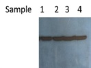 Average Antibody For PCNA Detection
