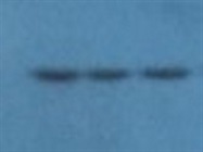 Great Antibody For COX1 Detection