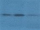 Excellent Antibody