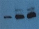 Great Antibody For Western Blotting