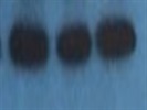 Excellent Antibody