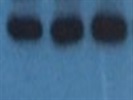 Excellent Antibody For Western Blotting