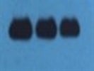 Excellent Antibody