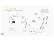 Watch Video: Caspase 3