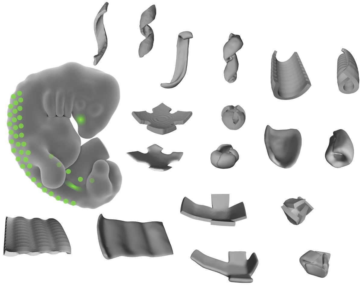Researchers Create 3D Shapes from Living Tissue | Biocompare: The Buyer ...