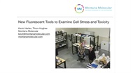 Watch Video: Fluorescent Live Cell Stress Sensor