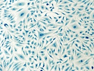 Growing Adherent Cells